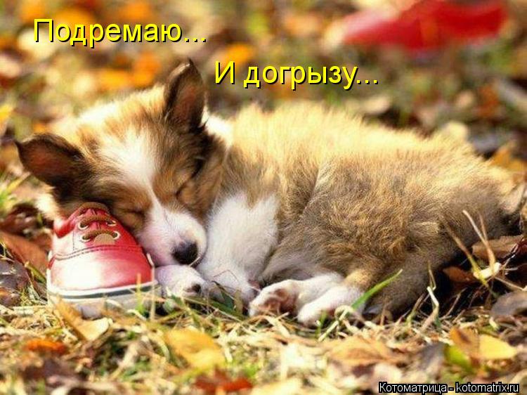 Подремаю... И догрызу...... Котоматрица: Подремаю... И догрызу...