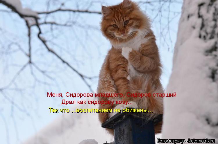 Котоматрица: Меня, Сидорова младшего, Сидоров старший Так что ...воспитанием не обижены... Драл как сидорову козу...