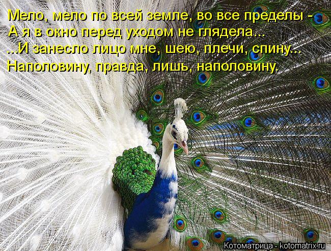 Котоматрица: ...И занесло лицо мне, шею, плечи, спину... Наполовину, правда, лишь, наполовину. А я в окно перед уходом не глядела... Мело, мело по всей земле, во 