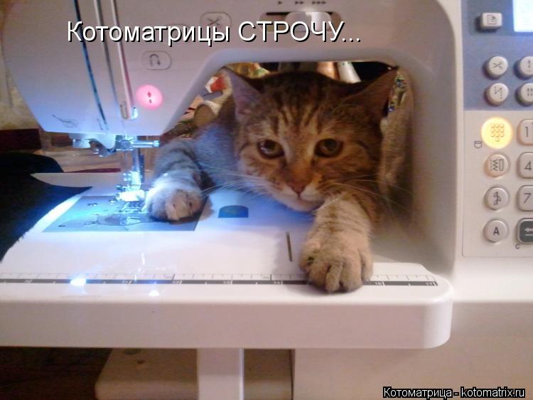 Котоматрица: Котоматрицы СТРОЧУ...