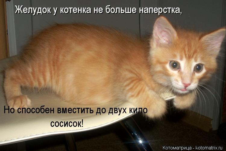 Котоматрица: Желудок у котенка не больше наперстка, Но способен вместить до двух кило сосисок!