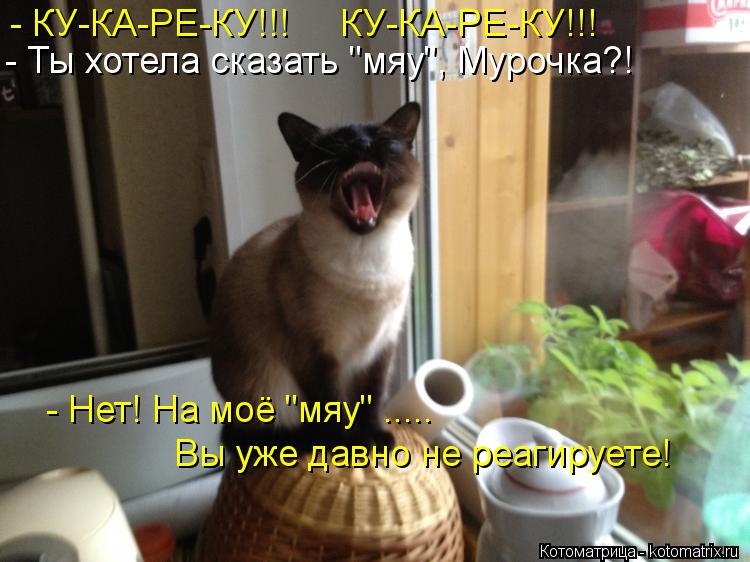 Котоматрица: - КУ-КА-РЕ-КУ!!!     КУ-КА-РЕ-КУ!!! - Ты хотела сказать "мяу", Мурочка?! - Нет! На моё "мяу" ..... Вы уже давно не реагируете!
