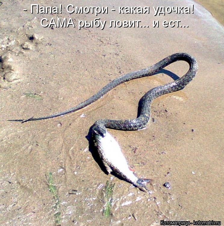 Котоматрица: - Папа! Смотри - какая удочка! САМА рыбу ловит... и ест...