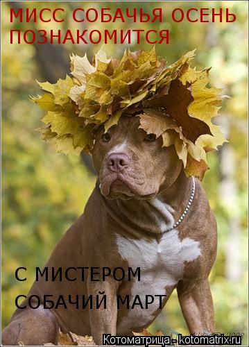 Котоматрица: МИСС СОБАЧЬЯ ОСЕНЬ ПОЗНАКОМИТСЯ С МИСТЕРОМ СОБАЧИЙ МАРТ