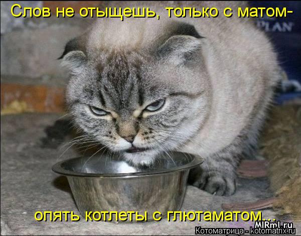 Слов не отыщешь, только с матом- опять котлеты с глютаматом...... Котоматрица: Слов не отыщешь, только с матом- опять котлеты с глютаматом...