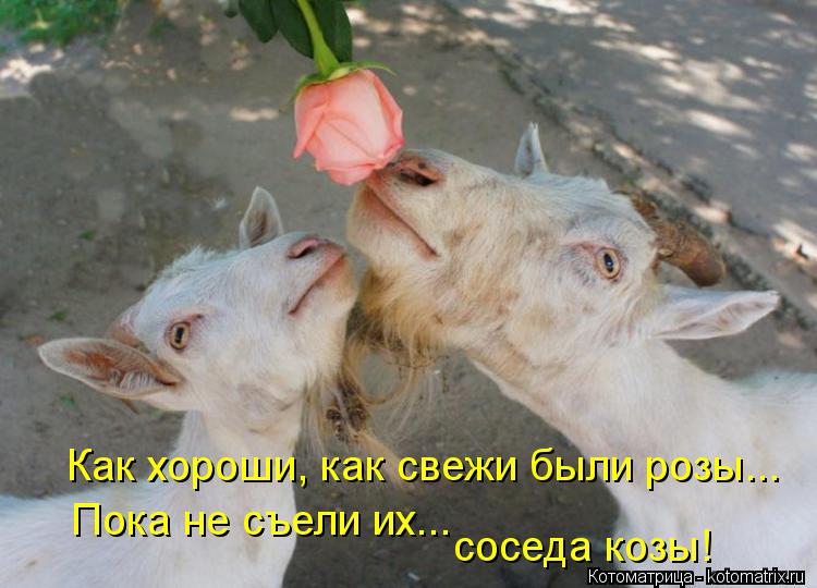 Котоматрица: Как хороши, как свежи были розы... Пока не съели их...  соседа козы!