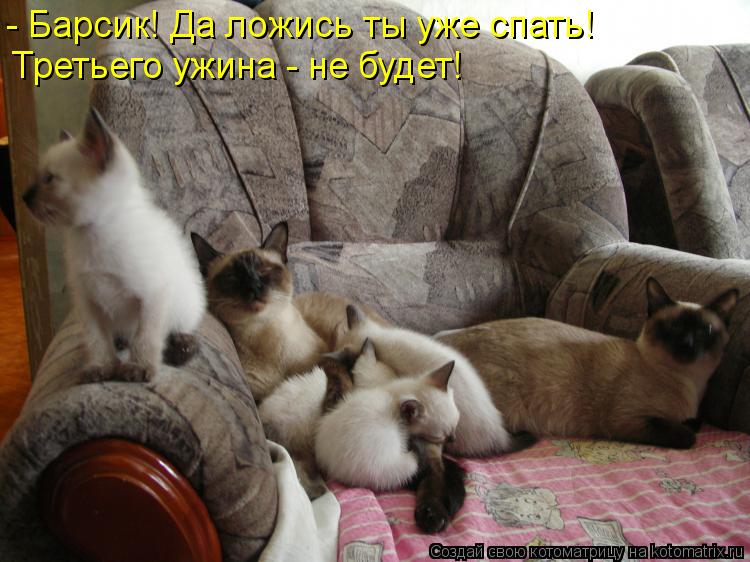 Котоматрица: - Барсик! Да ложись ты уже спать! Третьего ужина - не будет!