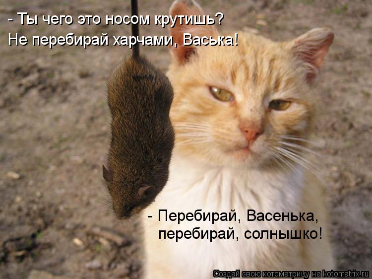Котоматрица: - Ты чего это носом крутишь?  Не перебирай харчами, Васька!   - Перебирай, Васенька,  перебирай, солнышко!