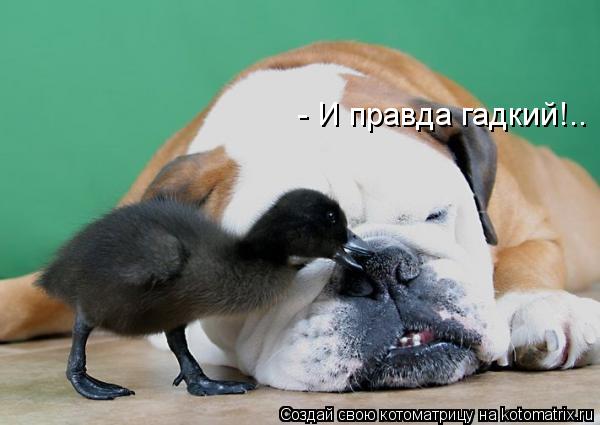 - И правда гадкий!..... Котоматрица: - И правда гадкий!..