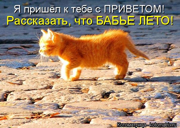Котоматрица: Я пришёл к тебе с ПРИВЕТОМ! Рассказать, что БАБЬЕ ЛЕТО!