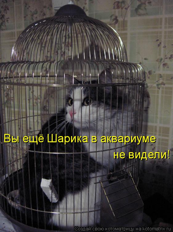 Вы ещё Шарика в аквариуме не видели!... Котоматрица: Вы ещё Шарика в аквариуме не видели!