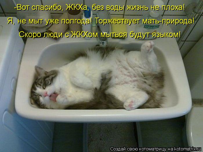 Котоматрица: Я, не мыт уже полгода! Торжествует мать-природа! -Вот спасибо, ЖКХа, без воды жизнь не плоха! Скоро люди с ЖКХом мыться будут языком!