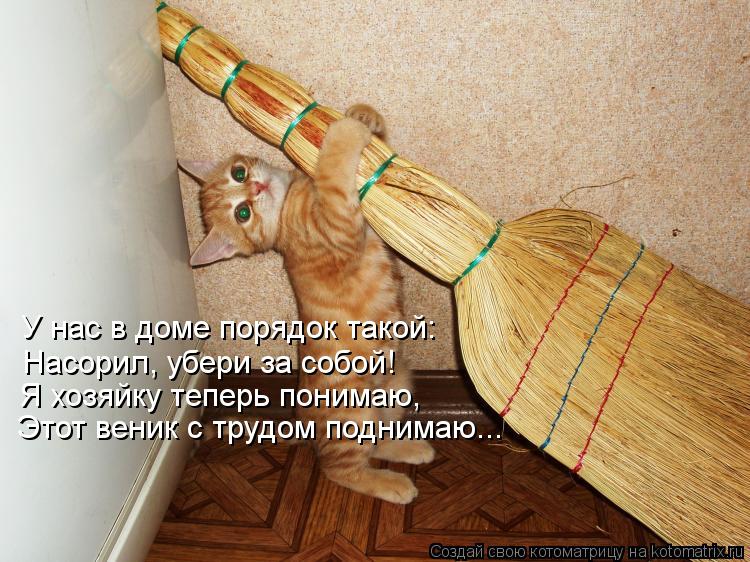 Котоматрица: У нас в доме порядок такой: Насорил, убери за собой! Я хозяйку теперь понимаю, Этот веник с трудом поднимаю...