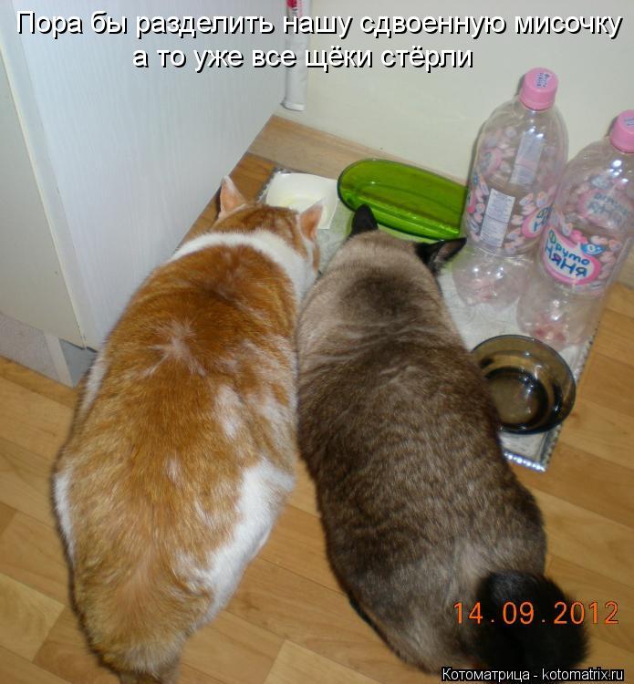 Котоматрица: Пора бы разделить нашу сдвоенную мисочку а то уже все щёки стёрли