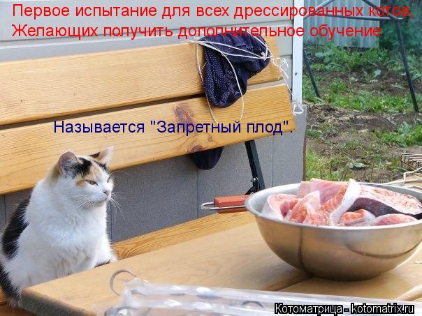 Первое испытание для всех дрессированных котов, Желающих получить дополнительное обучение Называется ... Котоматрица: Первое испытание для всех дрессированных котов, Желающих получить дополнительное обучение Называется "Запретный плод".