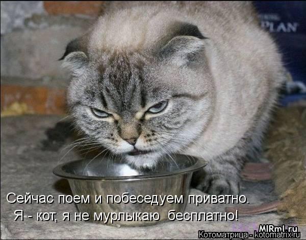 Сейчас поем и побеседуем приватно. Я - кот, я не мурлыкаю бесплатно!... Котоматрица: Сейчас поем и побеседуем приватно. Я - кот, я не мурлыкаю бесплатно!