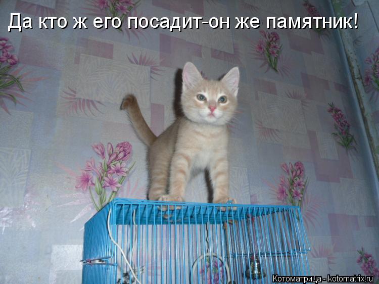 Да кто ж его посадит-он же памятник!... Котоматрица: Да кто ж его посадит-он же памятник!