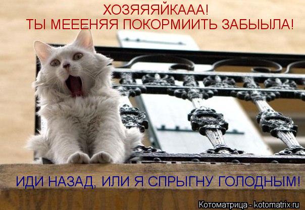 ХОЗЯЯЯЙКААА! ТЫ МЕЕЕНЯЯ ПОКОРМИИТЬ ЗАБЫЫЛА! ИДИ НАЗАД, ИЛИ Я СПРЫГНУ ГОЛОДНЫМ!... Котоматрица: ХОЗЯЯЯЙКААА! ТЫ МЕЕЕНЯЯ ПОКОРМИИТЬ ЗАБЫЫЛА! ИДИ НАЗАД, ИЛИ Я СПРЫГНУ ГОЛОДНЫМ!