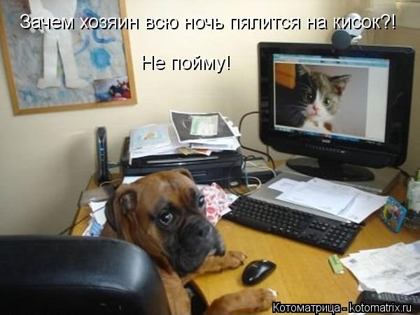 Котоматрица: Не пойму!  Зачем хозяин всю ночь пялится на кисок?!