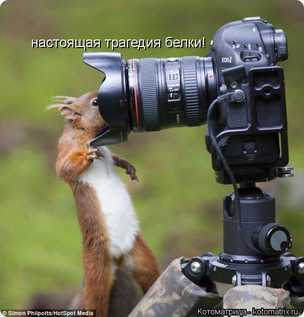настоящая трагедия белки!... Котоматрица: настоящая трагедия белки!