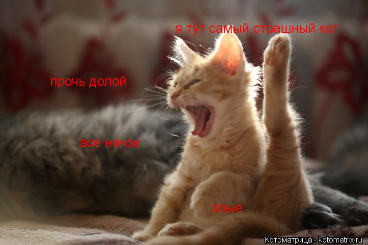 прочь долой все нинзи злые я тут самый страшный кот... Котоматрица: прочь долой все нинзи злые я тут самый страшный кот
