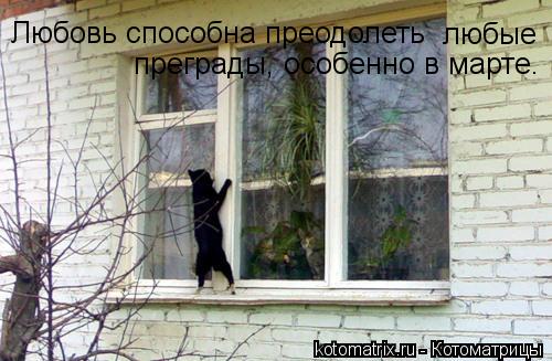 Любовь способна преодолеть любые преграды, особенно в марте.... Котоматрица: Любовь способна преодолеть любые преграды, особенно в марте.