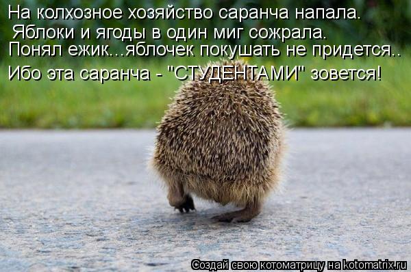 На колхозное хозяйство саранча напала. Яблоки и ягоды в один миг сожрала. Ибо эта саранча - "СТУДЕН... Котоматрица: На колхозное хозяйство саранча напала. Яблоки и ягоды в один миг сожрала. Ибо эта саранча - "СТУДЕНТАМИ" зовется! Понял ежик...яблочек покуш