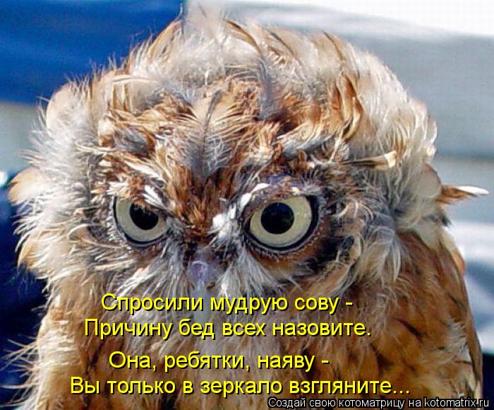 Котоматрица: Спросили мудрую сову -  Причину бед всех назовите. Вы только в зеркало взгляните... Она, ребятки, наяву -