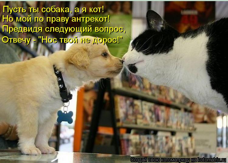 Пусть ты собака, а я кот! Но мой по праву антрекот! Предвидя следующий вопрос, Отвечу - "Нос твой не ... Котоматрица: Пусть ты собака, а я кот! Но мой по праву антрекот! Предвидя следующий вопрос, Отвечу - "Нос твой не дорос!"