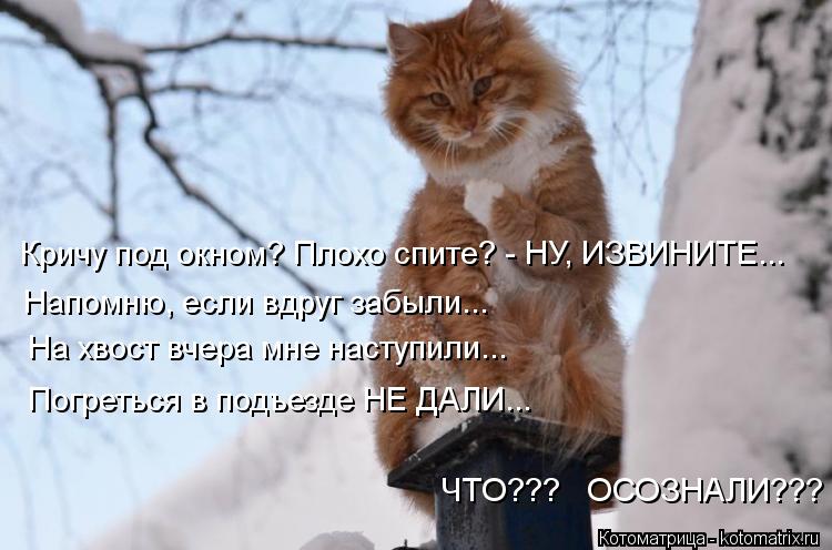 Кричу под окном? Плохо спите? - НУ, ИЗВИНИТЕ... Напомню, если вдруг забыли... Погреться в подъезде НЕ... Котоматрица: Кричу под окном? Плохо спите? - НУ, ИЗВИНИТЕ... Напомню, если вдруг забыли... Погреться в подъезде НЕ ДАЛИ... На хвост вчера мне наступили... ЧТО???