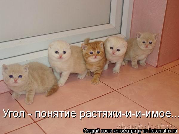 Угол - понятие растяжи-и-и-имое....... Котоматрица: Угол - понятие растяжи-и-и-имое....