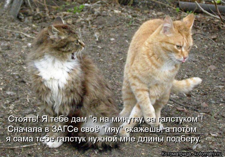 Стоять! Я тебе дам "я на минутку, за галстуком"! Сначала в ЗАГСе своё "мяу" скажешь, а потом я сама т... Котоматрица: Стоять! Я тебе дам "я на минутку, за галстуком"! Сначала в ЗАГСе своё "мяу" скажешь, а потом я сама тебе галстук нужной мне длины подберу.