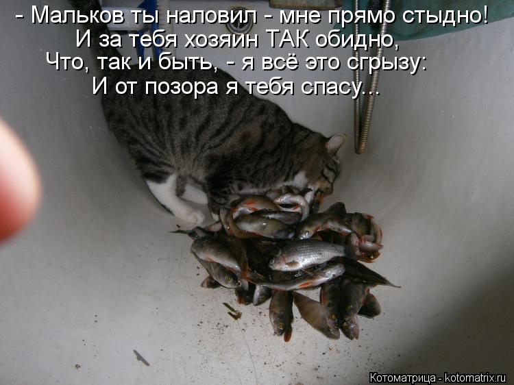 Котоматрица: - Мальков ты наловил - мне прямо стыдно! И за тебя хозяин ТАК обидно, Что, так и быть, - я всё это сгрызу: И от позора я тебя спасу...