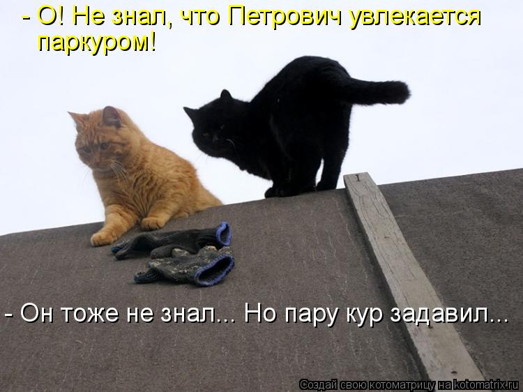 Котоматрица: - О! Не знал, что Петрович увлекается паркуром! - Он тоже не знал... Но пару кур задавил...