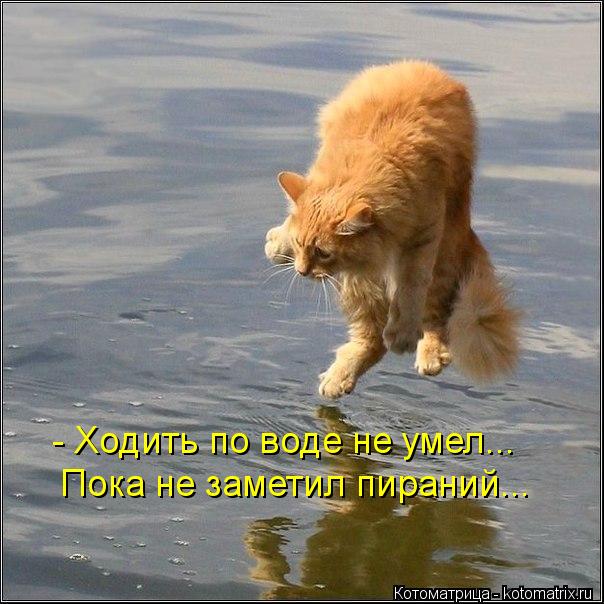 Котоматрица: - Ходить по воде не умел... Пока не заметил пираний...