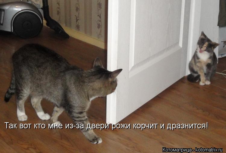 Котоматрица: Так вот кто мне из-за двери рожи корчит и дразнится!