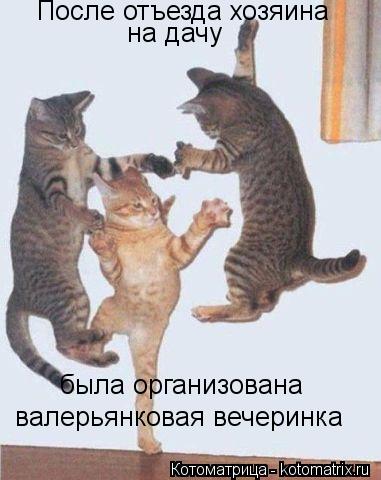 Котоматрица: После отъезда хозяина на дачу была организована валерьянковая вечеринка