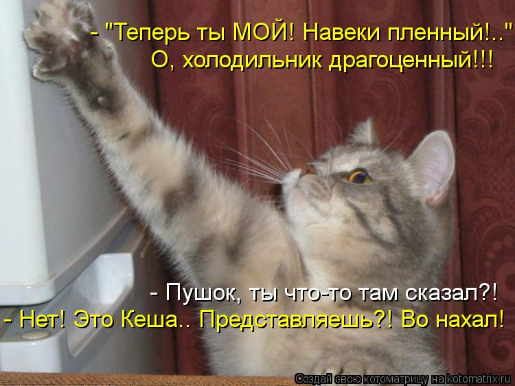 Котоматрица: - "Теперь ты МОЙ! Навеки пленный!.." О, холодильник драгоценный!!! - Пушок, ты что-то там сказал?! - Нет! Это Кеша.. Представляешь?! Во нахал!