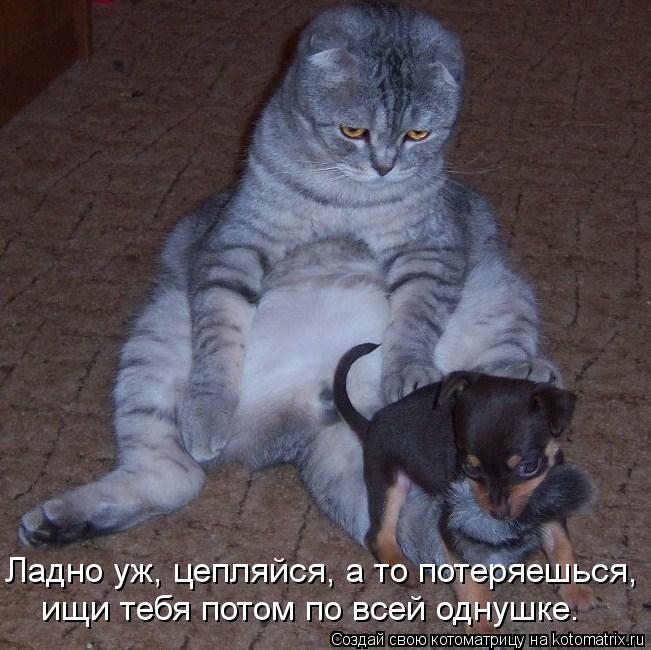 Ладно уж, цепляйся, а то потеряешься, ищи тебя потом по всей однушке.... Котоматрица: Ладно уж, цепляйся, а то потеряешься, ищи тебя потом по всей однушке.
