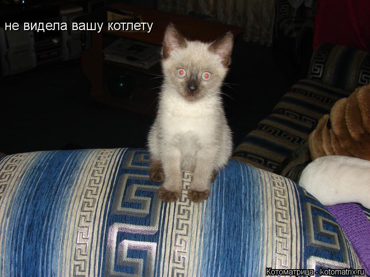 не видела вашу котлету... Котоматрица: не видела вашу котлету