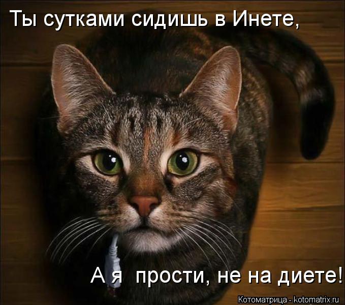 Котоматрица: Ты сутками сидишь в Инете, А я  прости, не на диете!