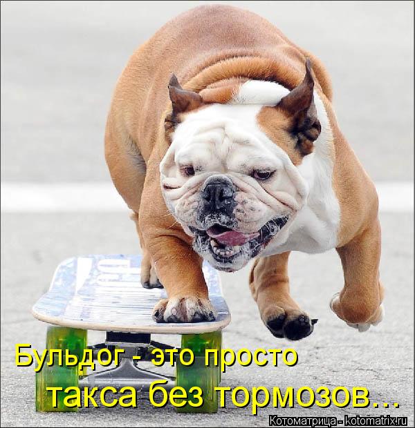Бульдог - это просто такса без тормозов...... Котоматрица: Бульдог - это просто такса без тормозов...
