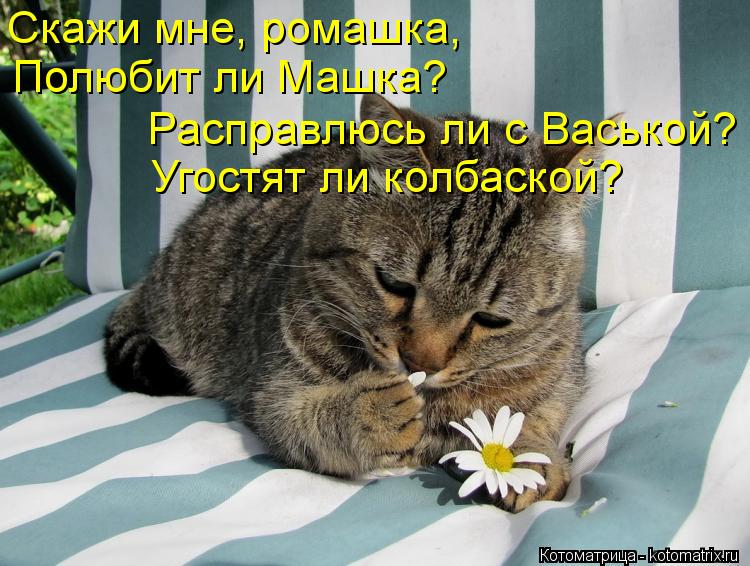 Скажи мне, ромашка, Полюбит ли Машка? Расправлюсь ли с Васькой? Угостят ли колбаской?... Котоматрица: Скажи мне, ромашка, Полюбит ли Машка? Расправлюсь ли с Васькой? Угостят ли колбаской?