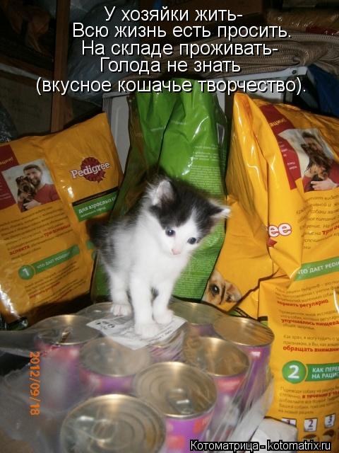 У хозяйки жить- Всю жизнь есть просить. На складе проживать- Голода не знать (вкусное кошачье творчес... Котоматрица: У хозяйки жить- Всю жизнь есть просить. На складе проживать- Голода не знать (вкусное кошачье творчество).