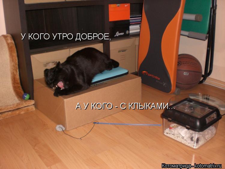 Котоматрица: У КОГО УТРО ДОБРОЕ,  А У КОГО - С КЛЫКАМИ...