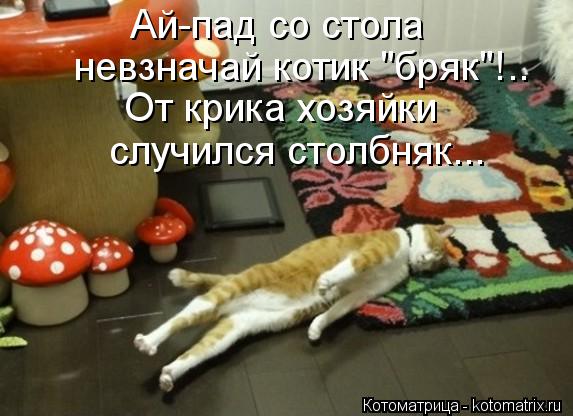 Котоматрица: Ай-пад со стола  невзначай котик "бряк"!.. От крика хозяйки случился столбняк...