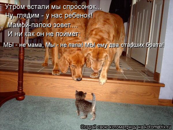 Котоматрица: Утром встали мы спросонок... Чу, глядим - у нас ребенок! Мамой-папою зовет.... И ни как он не поймет: МЫ - не мама, Мы - не папа! МЫ ему два старших б