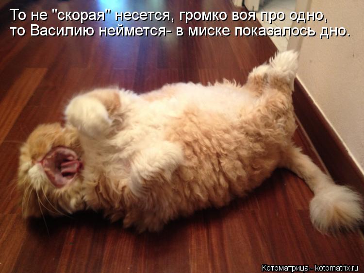Котоматрица: то Василию неймется- в миске показалось дно. То не "скорая" несется, громко воя про одно,