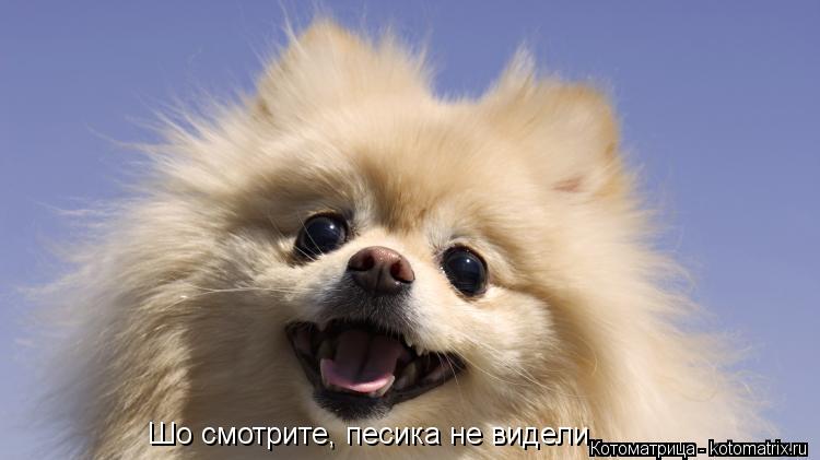 Шо смотрите, песика не видели... Котоматрица: Шо смотрите, песика не видели