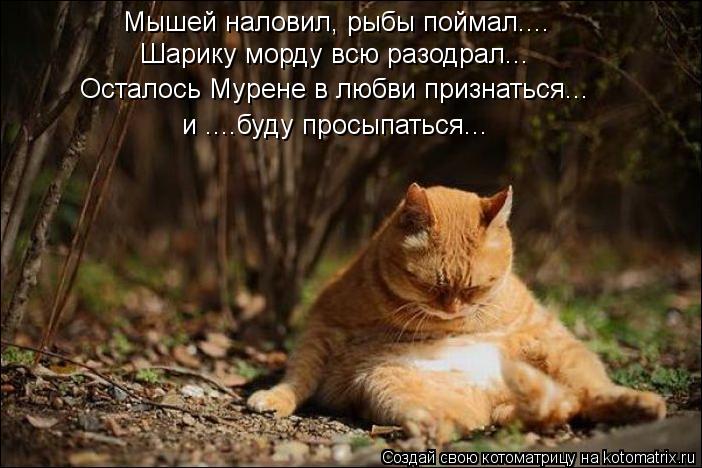 Котоматрица: Мышей наловил, рыбы поймал.... Шарику морду всю разодрал... Осталось Мурене в любви признаться... и ....буду просыпаться...